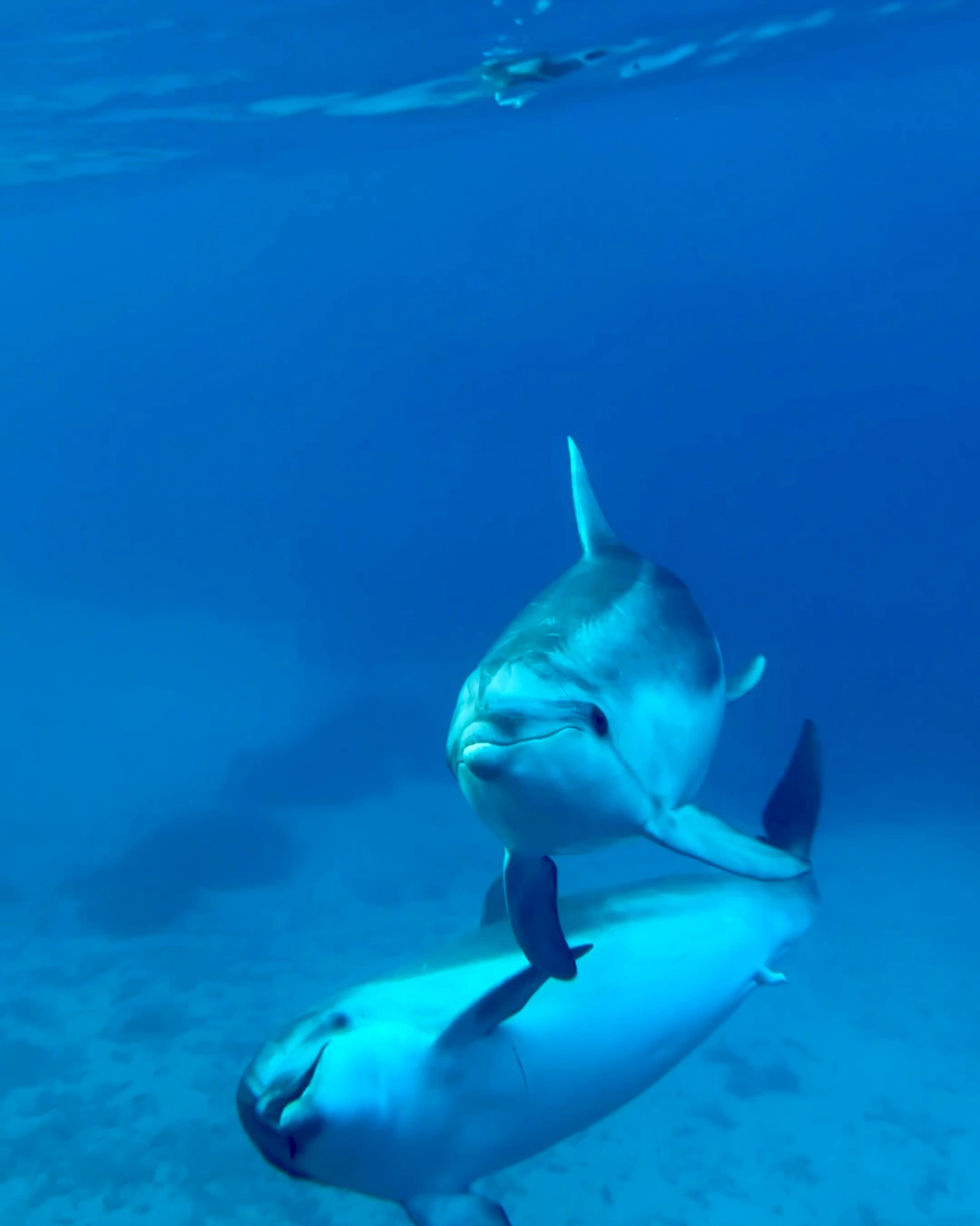 Delfini-Golfo-Aranci-Figarolo