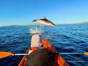 Dove Vedere I Delfini In Sardegna: Guida Completa Alle Escursioni Golfo Aranci Dove Vecere I Delgini In Sardegna