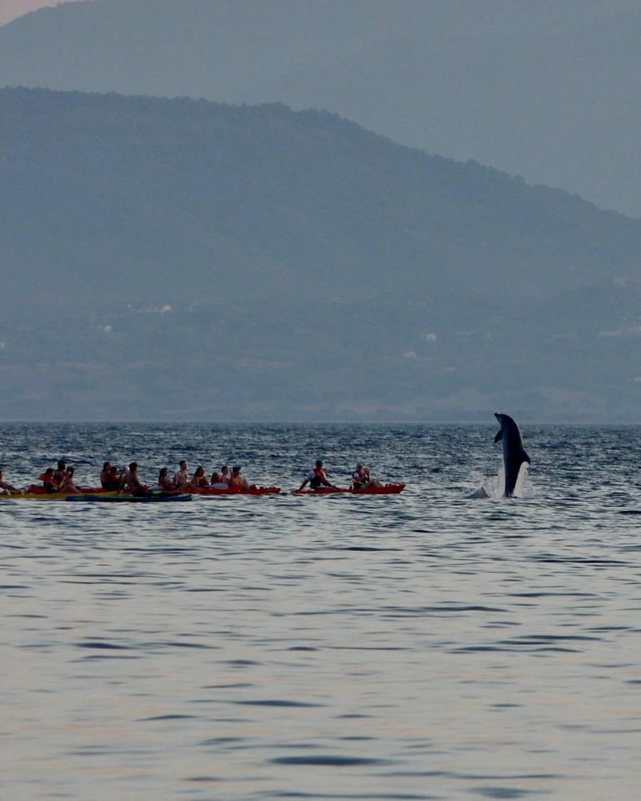 Esperienza-Delfini-Kayak-Golfo-Aranci